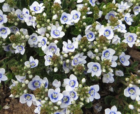 snowmass veronica